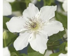 Waldrebe FloraSelf Clematis-Cultivars 'Destiny' H 50-70 Cm Co 2,3 L
