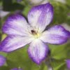 Waldrebe FloraSelf Clematis-Cultivars 'Pernille PBR' H 50-70 Cm Co 2,3 L