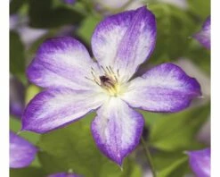 Waldrebe FloraSelf Clematis-Cultivars 'Pernille PBR' H 50-70 Cm Co 2,3 L