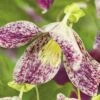 Macchien-Waldrebe FloraSelf Clematis Cirrhosa 'Freckles' H 50-70 Cm Co 2,3 L -Florasellf Geschaft DV 8 4665151 02 4c DE 20210329091755