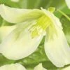Macchien-Waldrebe FloraSelf Clematis Cirrhosa 'Wisley Cream' H 50-70 Cm Co 2,3 L -Florasellf Geschaft DV 8 4665153 02 4c DE 20210329091655