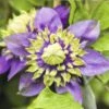 Waldrebe FloraSelf Clematis Florida 'Taiga' PBR H 50-70 Cm Co 2,3 L -Florasellf Geschaft DV 8 4665159 02 4c DE 20210329091655