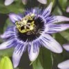 Passionsblume FloraSelf Passiflora-Cultivars 'Damsel's Delight' H 50-70 Cm Co 2,3 L
