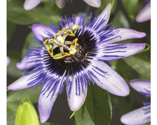 Passionsblume FloraSelf Passiflora-Cultivars 'Damsel's Delight' H 50-70 Cm Co 2,3 L 3 Passionsblume FloraSelf Passiflora-Cultivars 'Damsel's Delight' H 50-70 Cm Co 2,3 L