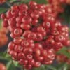 Feuerdorn FloraSelf Pyracantha-Cultivars 'Mohave' H 50-70 Cm Co 2,3 L 1 Feuerdorn FloraSelf Pyracantha-Cultivars 'Mohave' H 50-70 Cm Co 2,3 L -Florasellf Geschaft DV 8 4665168 02 4c DE 20210329091655