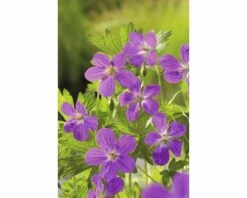 Duftende Teichpflanzen Set FloraSelf Für 500 L Teich 17 Duftende Teichpflanzen Set FloraSelf Für 500 L Teich -Florasellf Geschaft DV 8 4665881 03 4c DE 20220228134656