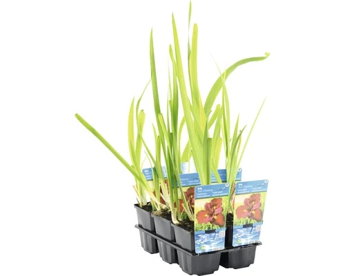 Rote Wasseriris FloraSelf Iris Kaempferi 'Ann Chowing' H 10-75 Cm Co 0,6 L 5 Rote Wasseriris FloraSelf Iris Kaempferi 'Ann Chowing' H 10-75 Cm Co 0,6 L – Bild 3