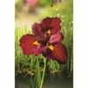 Rote Wasseriris FloraSelf Iris Kaempferi 'Ann Chowing' H 10-75 Cm Co 0,6 L