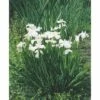 Wasserschwertlilie FloraSelf Iris Kaempferi H 10-60 Cm Co 0,6 L -Florasellf Geschaft DV 8 4665883 01 4c DE 20190416111758