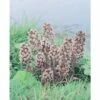 Gewöhnliche Pestwurz FloraSelf Petasites Hybridus H 10-50 Cm Co 0,6 L -Florasellf Geschaft DV 8 4665886 01 4c DE 20200221094750