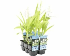 Weiße Japanorchidee FloraSelf Bletilla Striata 'Alba' H 5-25 Cm Co 0,6 L