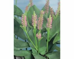 Rosa Hechtkraut FloraSelf Pontederia Cordata 'Pink Pons' H 10-70 Cm Co 0,6 L