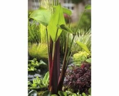 Thalia FloraSelf Thalia Geniculata 'Red Stem' H 20-40 Cm Co 1 L