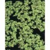 Schwimmfarn FloraSelf Azolla Caroliniana H 2-5 Cm Co 1 L 2 Schwimmfarn FloraSelf Azolla Caroliniana H 2-5 Cm Co 1 L -Florasellf Geschaft DV 8 4665897 01 4c DE 20191129134756