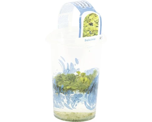 Gemeiner Schwimmfarn FloraSelf Salvinia Natans H 2-5 Cm Co 1 L 4 Gemeiner Schwimmfarn FloraSelf Salvinia Natans H 2-5 Cm Co 1 L – Bild 2