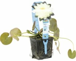 Seerose FloraSelf Nymphaea-Cultivars 'Gonnère' H 5-30 Cm Co 1 L -Florasellf Geschaft DV 8 4665904 02 4c DE 20191129141659