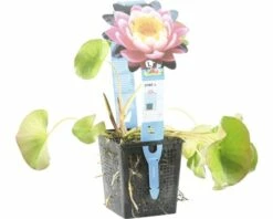 Seerose FloraSelf Nymphaea-Cultivars 'Fabiola' H 5-30 Cm Co 1 L 7 Seerose FloraSelf Nymphaea-Cultivars 'Fabiola' H 5-30 Cm Co 1 L -Florasellf Geschaft DV 8 4665914 04 4c DE 20191129134756