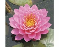 Seerose FloraSelf Nymphaea-Cultivars 'Fire Opal' H 5-30 Cm Co 1 L