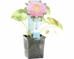 Seerose FloraSelf Nymphaea-Cultivars 'Fire Opal' H 5-30 Cm Co 1 L 7 Seerose FloraSelf Nymphaea-Cultivars 'Fire Opal' H 5-30 Cm Co 1 L -Florasellf Geschaft DV 8 4665915 03 4c DE 20191129141659