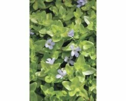Grosses Fettblatt FloraSelf Bacopa Caroliniana H 5-15 Cm Co 1 L