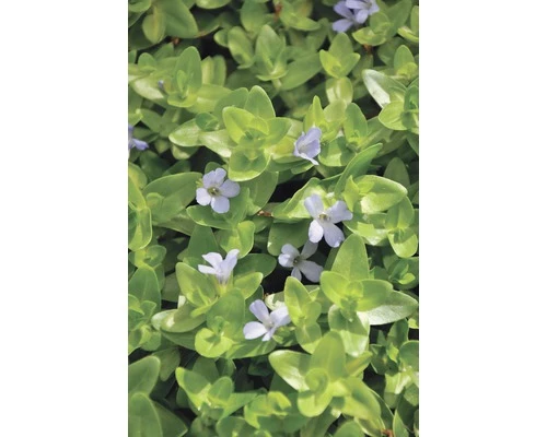 Grosses Fettblatt FloraSelf Bacopa Caroliniana H 5-15 Cm Co 1 L 3 Grosses Fettblatt FloraSelf Bacopa Caroliniana H 5-15 Cm Co 1 L