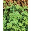 Vierblättriger Kleefarn FloraSelf Marsilea Quadrifolia H 5-15 Cm Co 1 L 1 Vierblättriger Kleefarn FloraSelf Marsilea Quadrifolia H 5-15 Cm Co 1 L -Florasellf Geschaft DV 8 4665922 01 4c DE 20191203094650