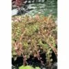 Indische Rotala FloraSelf Rotala Indica H 5-15 Cm Co 1 L -Florasellf Geschaft DV 8 4665924 01 4c DE 20191203101655