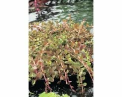 Indische Rotala FloraSelf Rotala Indica H 5-15 Cm Co 1 L