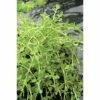 Grüne Rotala FloraSelf Rotala Rotdunifolia 'Green' H 5-15 Cm Co 1 L