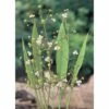 Schmalblätriger Froschlöffel FloraSelf Alisma Lanceolata H 10-50 Cm Co 3 L 1 Schmalblätriger Froschlöffel FloraSelf Alisma Lanceolata H 10-50 Cm Co 3 L -Florasellf Geschaft DV 8 4665927 01 4c DE 20191203101655