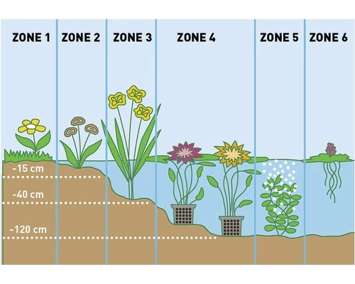 Seerose FloraSelf Nymphaea Tetragona H 10-30 Cm Co 3 L 6 Seerose FloraSelf Nymphaea Tetragona H 10-30 Cm Co 3 L – Bild 4