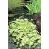 Kleinblättriger Wassernabel FloraSelf Hydrocotyle Sibthorpioides 'Variegata' H 5-15 Cm Co 3 L -Florasellf Geschaft DV 8 4665957 01 4c DE 20220228121656