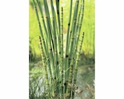 Teichpflanzen Set 4 Jahreszeiten FloraSelf Für 1000 L Teich -Florasellf Geschaft DV 8 4665965 01 4c DE 20220228141658