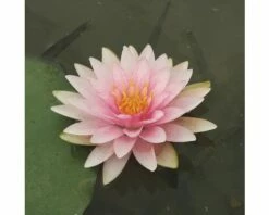 Seerose FloraSelf Nymphaea-Cultivars 'Mme Wilfron Gonnère' H 10-30 Cm Co 3 L