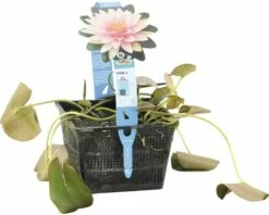 Seerose FloraSelf Nymphaea-Cultivars 'Mme Wilfron Gonnère' H 10-30 Cm Co 3 L 8 Seerose FloraSelf Nymphaea-Cultivars 'Mme Wilfron Gonnère' H 10-30 Cm Co 3 L -Florasellf Geschaft DV 8 4665981 03 4c DE 20191129141659