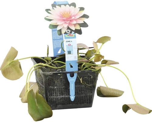 Seerose FloraSelf Nymphaea-Cultivars 'Mme Wilfron Gonnère' H 10-30 Cm Co 3 L 5 Seerose FloraSelf Nymphaea-Cultivars 'Mme Wilfron Gonnère' H 10-30 Cm Co 3 L – Bild 3