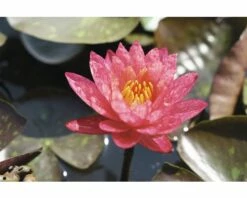 Seerose FloraSelf Nymphaea-Cultivars 'Wanvisa' H 10-30 Cm Co 3 L