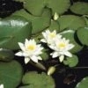 Seerose FloraSelf Nymphaea Tetragona H 10-30 Cm Co 3 L 2 Seerose FloraSelf Nymphaea Tetragona H 10-30 Cm Co 3 L -Florasellf Geschaft DV 8 4665989 01 4c DE 20191129134756