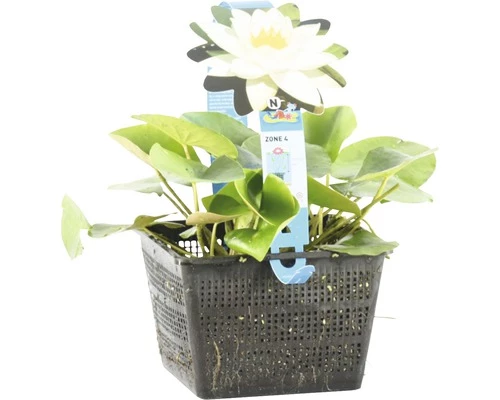 Seerose FloraSelf Nymphaea Tetragona H 10-30 Cm Co 3 L 4 Seerose FloraSelf Nymphaea Tetragona H 10-30 Cm Co 3 L – Bild 2