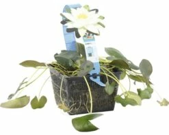 Seerose FloraSelf Nymphaea Tetragona H 10-30 Cm Co 3 L 8 Seerose FloraSelf Nymphaea Tetragona H 10-30 Cm Co 3 L -Florasellf Geschaft DV 8 4665989 03 4c DE 20191129134756
