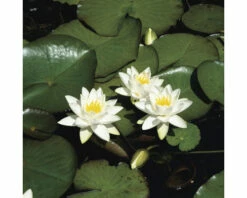 Mutterpflanze Seerose FloraSelf Nymphaea-Cultivars H 20-50 Cm Co 22 L -Florasellf Geschaft DV 8 4665997 02 4c DE 20210714171658