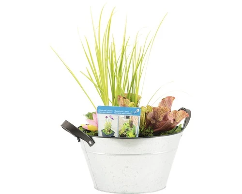 Miniteich FloraSelf Mit Pflanzen Inkl. Treibring Ø 40 Cm Zink-Schale 4 Miniteich FloraSelf Mit Pflanzen Inkl. Treibring Ø 40 Cm Zink-Schale – Bild 2