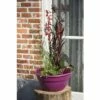 Miniteich FloraSelf Mit Pflanzen Inkl. Treibring Ø 40 Cm Schale Fuchsia 2 Miniteich FloraSelf Mit Pflanzen Inkl. Treibring Ø 40 Cm Schale Fuchsia -Florasellf Geschaft DV 8 4666021 01 4c DE 20190429151021