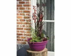 Miniteich FloraSelf Mit Pflanzen Inkl. Treibring Ø 40 Cm Schale Fuchsia