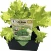 Blattsalat 'Lollo Bionda' FloraSelf Letuca Sativa 6 Stk. -Florasellf Geschaft DV 8 4666185 01 4c DE 20190402084755