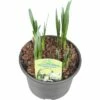 Sommer Knotenblume FloraSelf Leucojum Aestivum 'Summertwinkle' Ø 15 Cm Topf -Florasellf Geschaft DV 8 4666614 01 4c DE 20190119204656