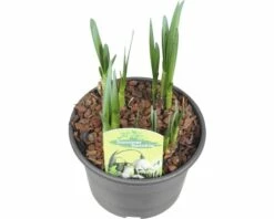 Sommer Knotenblume FloraSelf Leucojum Aestivum 'Summertwinkle' Ø 15 Cm Topf