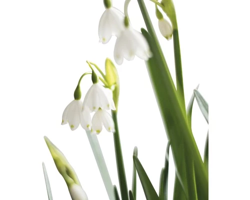 Sommer Knotenblume FloraSelf Leucojum Aestivum 'Summertwinkle' Ø 15 Cm Topf 4 Sommer Knotenblume FloraSelf Leucojum Aestivum 'Summertwinkle' Ø 15 Cm Topf – Bild 2