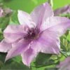 Waldrebe FloraSelf Clematis-Cultivars H 50-60 Cm Co 3 L Rosa -Florasellf Geschaft DV 8 4669963 01 4c DE 20190115181658