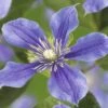 Waldrebe FloraSelf Clematis-Cultivars H 50-60 Cm Co 3 L Blau-lila -Florasellf Geschaft DV 8 4669964 02 4c DE 20190115181658
